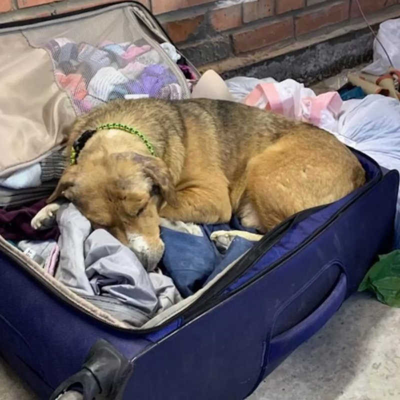 Cão ucraniano entrou em uma mala de veterinária para fugir da guerra. Queria ir com ela