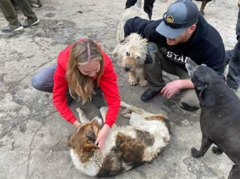 Cão ucraniano entrou em uma mala de veterinária para fugir da guerra. Queria ir com ela