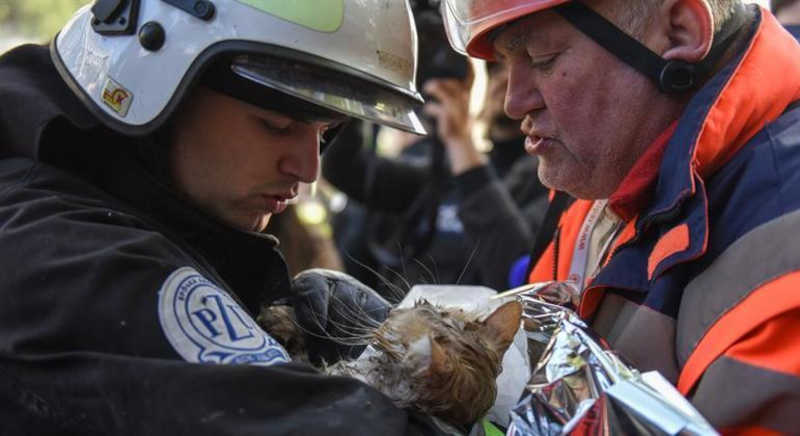Gato recebe os cuidados necessários após ser retirado dos escombros de um prédio atacado pelos russos. Foto: Oleg Petrasuyk/EFE- 17/10/22