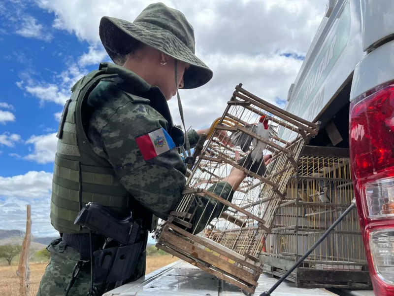 Animais foram resgatados em municípios do Sertão Alagoano — Foto: Waldson Costa