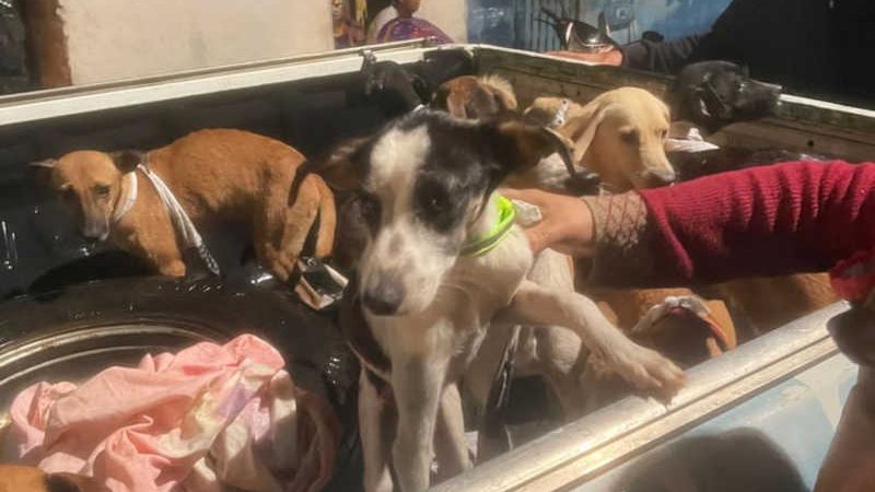 Animais são resgatados às pressas após fortes chuvas em São José da Laje