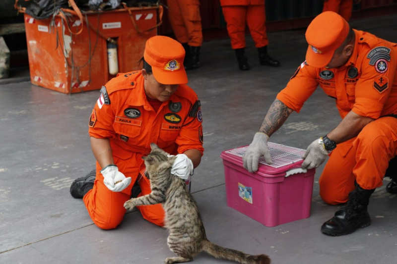 De janeiro a outubro, mais de 130 animais domésticos em situação de risco foram resgatados em Manaus, AM