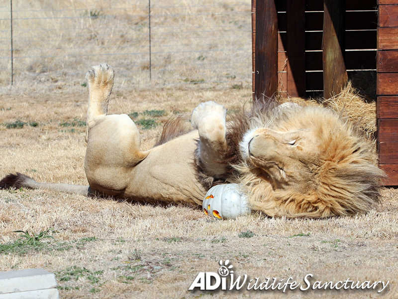 Tigres e leões resgatados de circos celebram o Halloween com abóboras de catnip