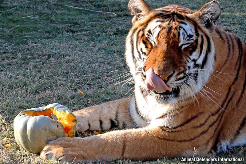 Tigres e leões resgatados de circos celebram o Halloween com abóboras de catnip