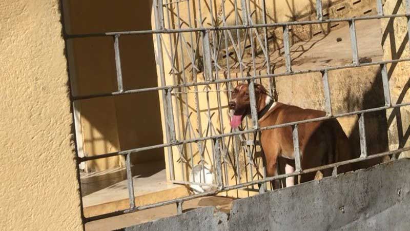 Cão sofre maus-tratos no bairro de Santa Mônica, em Salvador, BA; assista