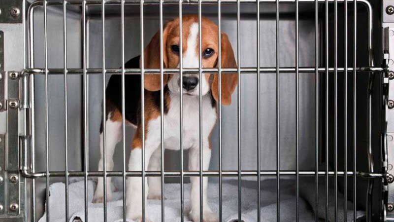 Pela proposta, testes em animais só serão permitidos pela autoridade sanitária em situações excepcionais - ANDA