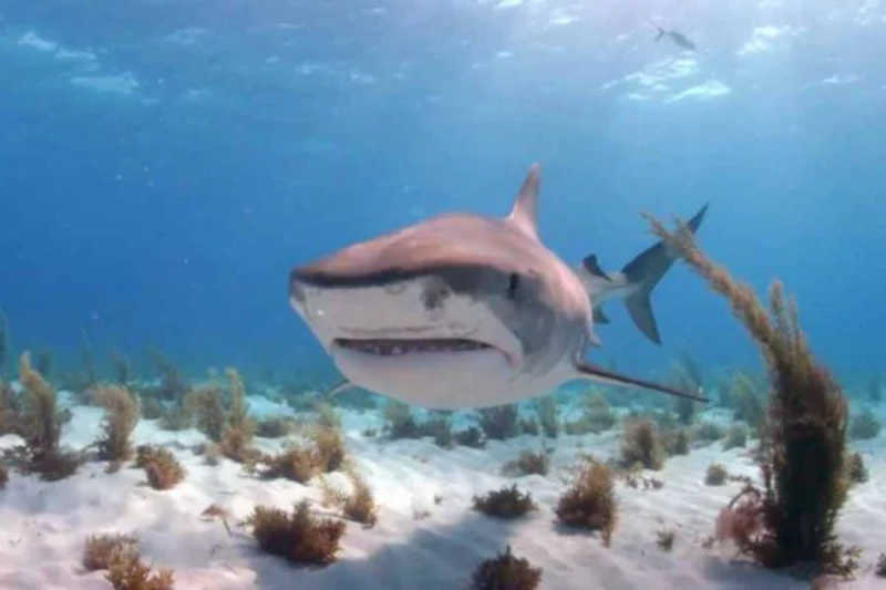 Governo Bolsonaro tenta barrar proteção para tubarões em extinção