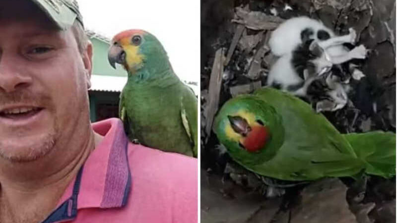 A gatinha pode ter rejeitado a maternidade, mas o papagaio não, e os adotou como seus filhotes. Fotos: Reprodução/vídeo