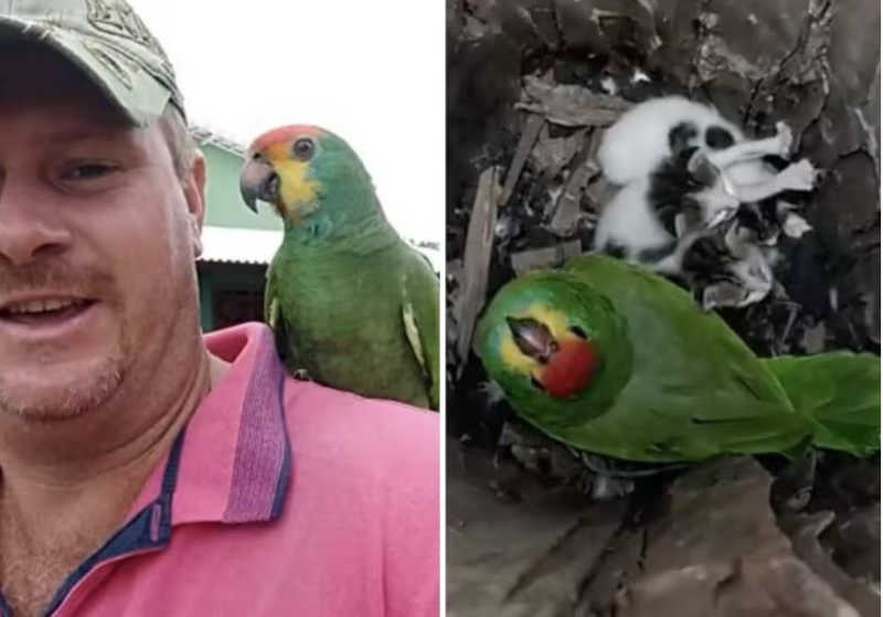 Papagaio adota filhotinhos de gato abandonados pela mãe e cria ninho; vídeo