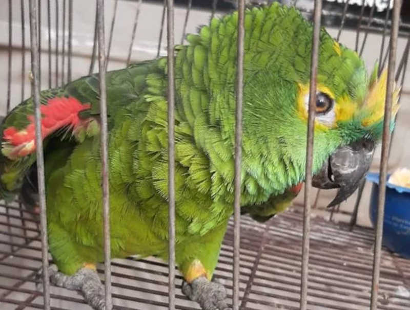 Juiz nega devolver papagaios para tratamento psicológico: “Sacrifício à liberdade”