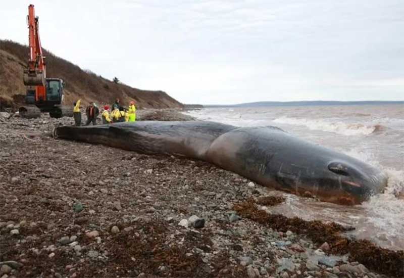 Baleia é encontrada morta com 150 quilos de lixo no estômago no Canadá