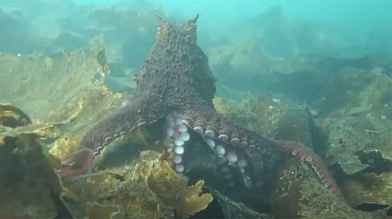 Em encontro raro, polvo gigante do Pacífico “abraça” mergulhadora, que registra momento em vídeo inédito; confira