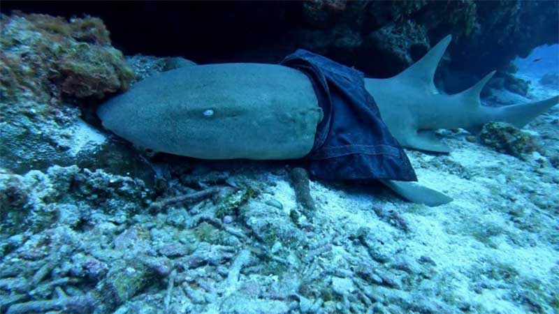 Mergulhador flagra ‘tubarão de saia’ no Caribe e biólogos tentam salvar o animal
