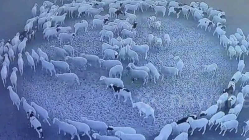 Ovelhas andam em círculos por 12 dias seguidos na China