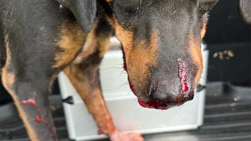 Cachorro baleado por policial civil no Distrito Federal foi atingido no focinho — Foto: Arquivo pessoal