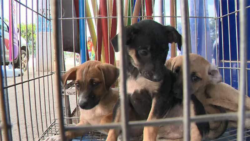 Filhotes de cachorro são abandonados em caixa em porta de pet shop em Vila Velha, ES; vídeo