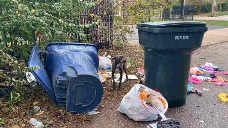 Cachorro encontrado dormindo no lixo não consegue parar de abraçar quem o salvou