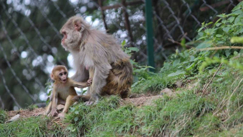 Estudo controverso com macacos reacende debate sobre testes com animais