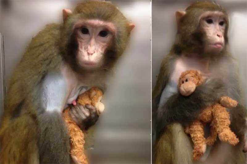 Filhotes arrancados das mães ao nascer e substituídos por bichinhos de pelúcia, o experimento chocante sobre o apego materno de macacos