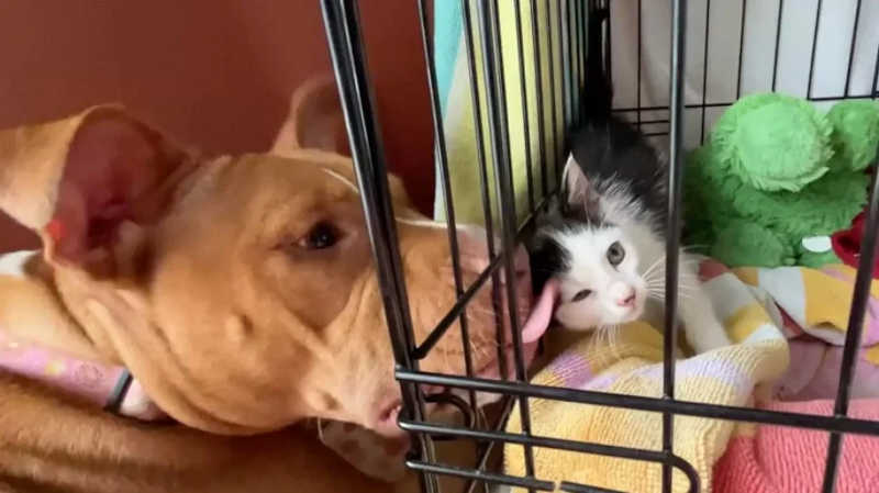 Filhote de gato resgatado em cano de esgoto tem vida transformada