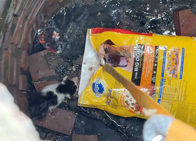 Graças a criatividade de uma mulher, o filhote de gato conseguiu ser resgatada. Foto: Stray Rescue of St. Louis