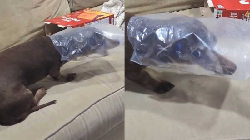 Vídeo de cão com pacote na cabeça gera críticas sobre riscos de morte