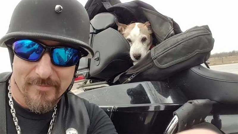 Motociclista salva cãozinho que era espancado na estrada e faz dele seu copiloto