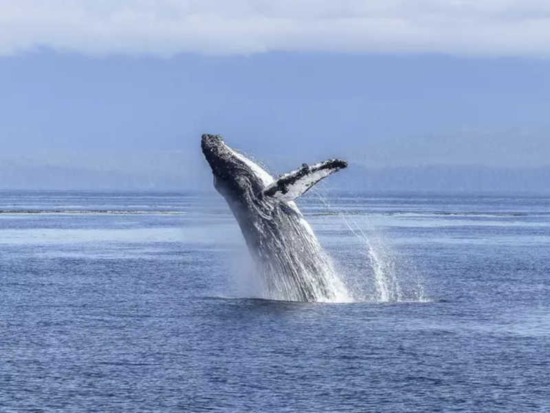 Baleias engolem até 10 milhões de peças de microplástico por dia