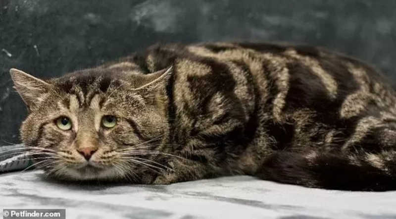O gato mais triste e deprimido das redes sociais derreteu a internet e já ganhou uma nova família
