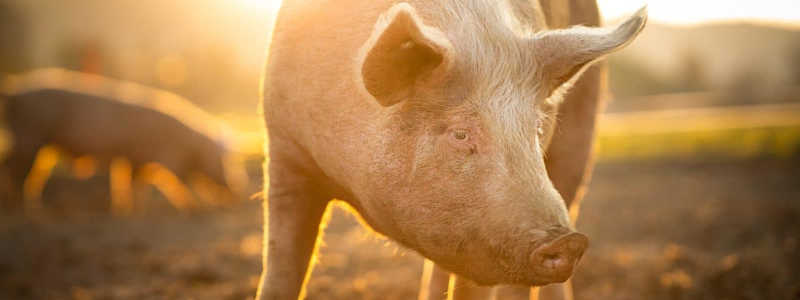 O mistério do porco 311 encontrado vivo após teste de bomba atômica no Atol de Biquíni