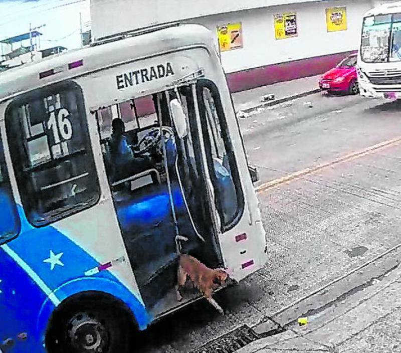 Cachorro pega ônibus sozinho e surpreende tutora no trabalho; VÍDEO