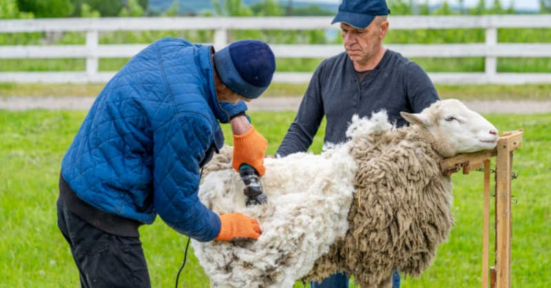 A tosquia pode stressar a ovelha.