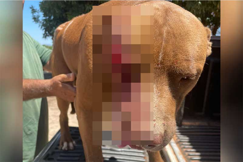 Mulher acusa vizinho de golpear o cão dela com um facão, em Fazenda Nova, GO