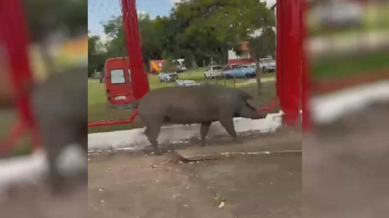 Moradora filma porco andando no meio da rua de Goiânia, Goiás — Foto: Reprodução/Redes Sociais