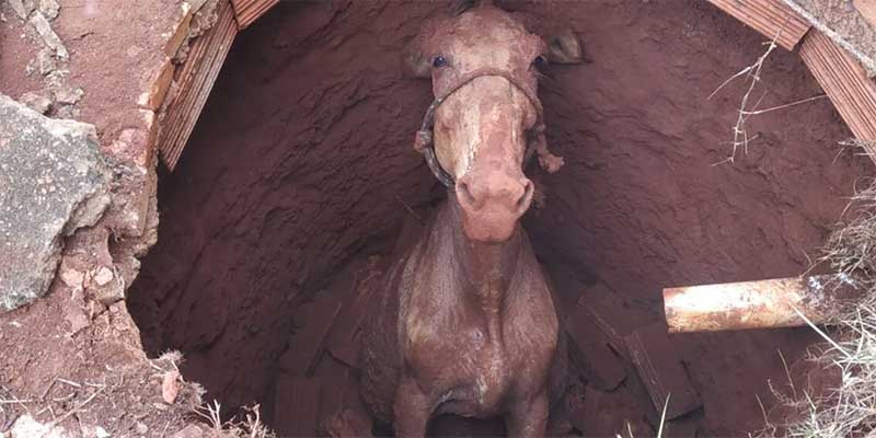Cavalo morre ao cair em fossa séptica em Goianira, GO