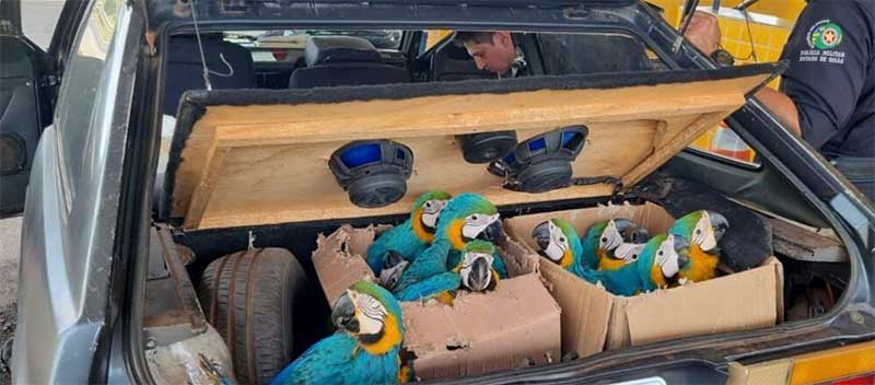 Filhotes estavam há pelo menos 12 horas na estrada dentro de caixas improvisadas e sacos plásticos no porta-malas de um gol. (Foto: Divulgação/PRF)