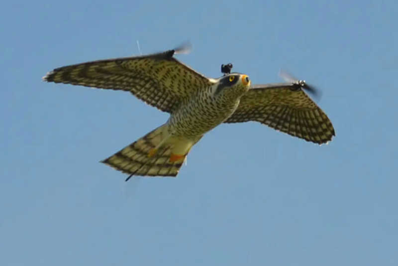 Para combater as colisões entre pássaros e aviões, cientistas desenvolveram um falcão-drone