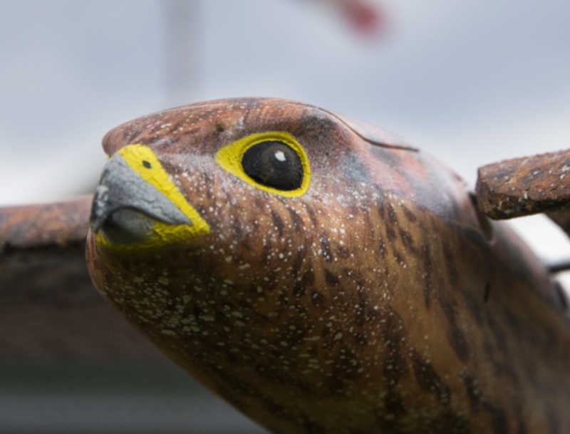 Os modelos imitam também a aparência do falcão peregrino como forma de espantar os pássaros