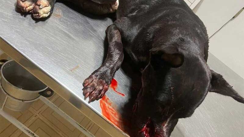 Homem que matou cachorro com tiro de 12 em Açailândia (MA) é colocado em liberdade