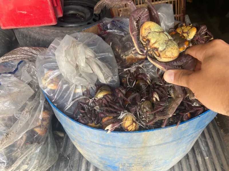 Mais de 500 caranguejos são apreendidos durante fiscalização no Alcântara, em São Gonçalo, RJ