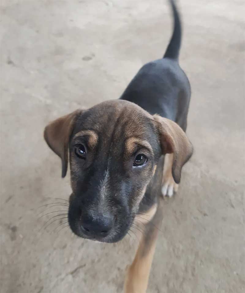 Procura-se Ogum: filhote de cachorro foi adotado em Belo Horizonte e logo após abandonado