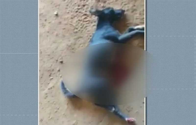 Polícia faz buscas para encontrar suspeito de atirar e matar cachorro em Cássia, MG