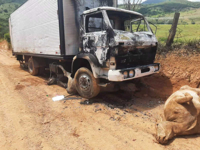 Animais foram mortos em uma atitude covarde dos bandidos que tentaram furtar as vacas e um caminhão