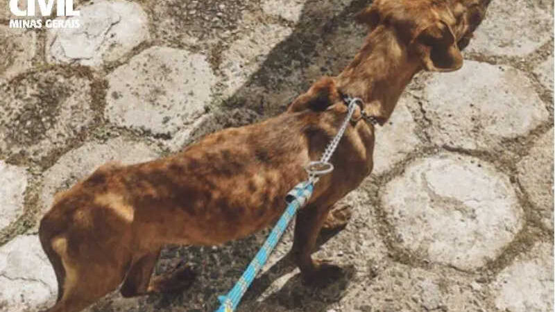 Cachorro é resgatado em Itajubá envolto em fezes e sem alimentação