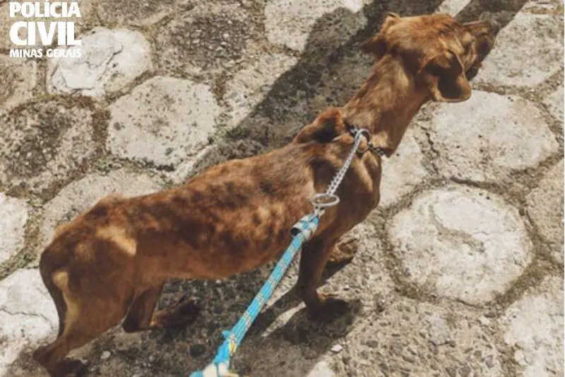 Cachorro é resgatado em Itajubá (MG) envolto em fezes e sem alimentação