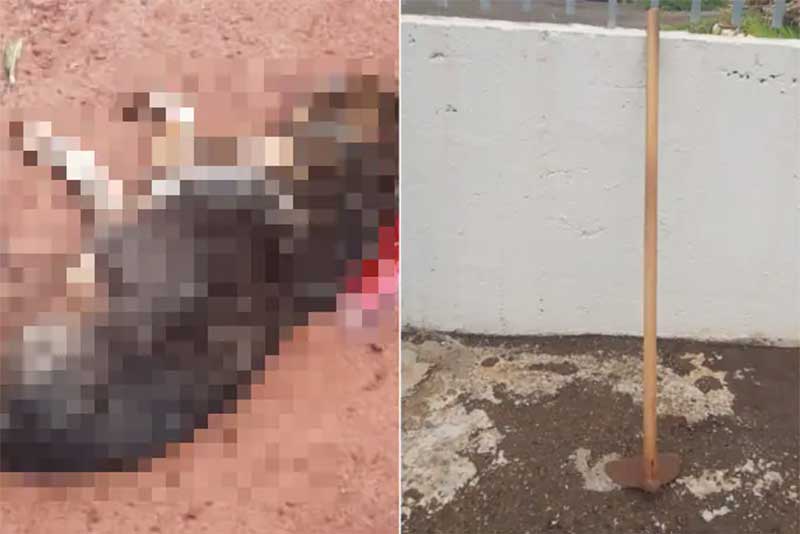 Homem é preso por matar cão com golpes de enxada em Minas Gerais