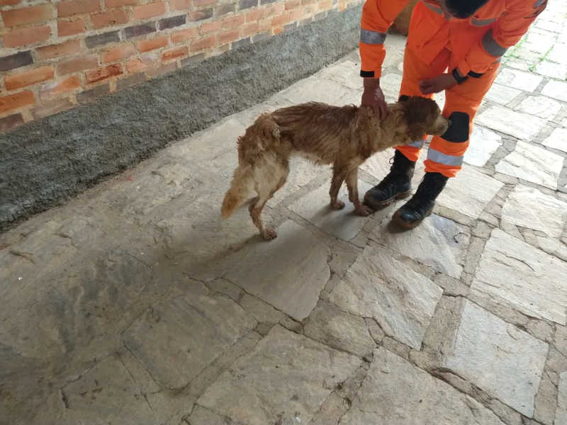 Cadela resgatada depois de ser levada pela enxurrada em Viçosa — Foto: Corpo de Bombeiros/Divulgação