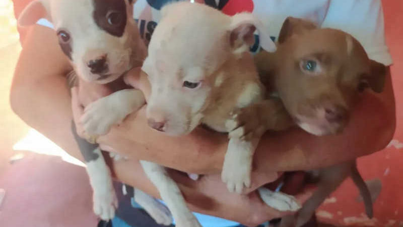 ‘O ambiente era um lixão’: pit bulls em situação de maus-tratos são resgatados em Uberlândia, MG