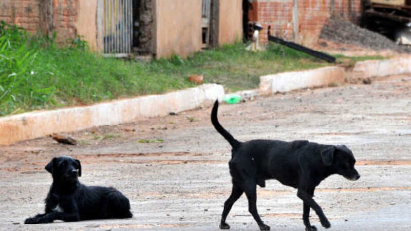 MPE apura legalidade de medida que proíbe alimentar animais de rua