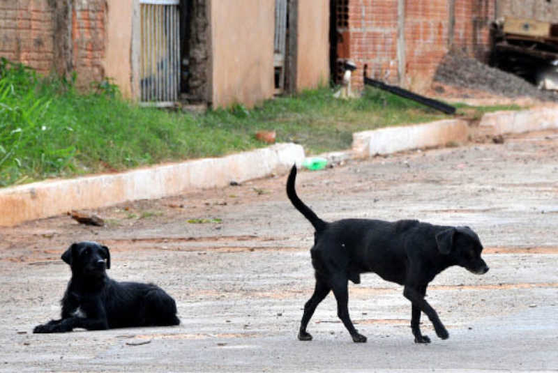 Ministério Público de MS apura legalidade de medida que proíbe alimentar animais de rua